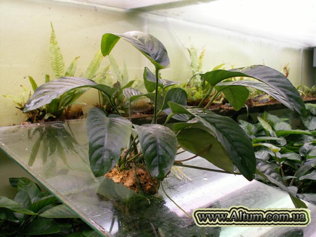 Аквариумный комплекс "Альтум". Анубиас коффифолия (Anubias coffeefolia).