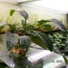 Анубиас коффифолия, прирощеный к камню (Anubias coffeefolia)